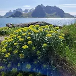 Panorama Lofoten Lysvollhuset Vareid