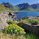 Hébergement de vacances Panorama Lofoten Lysvollhuset *