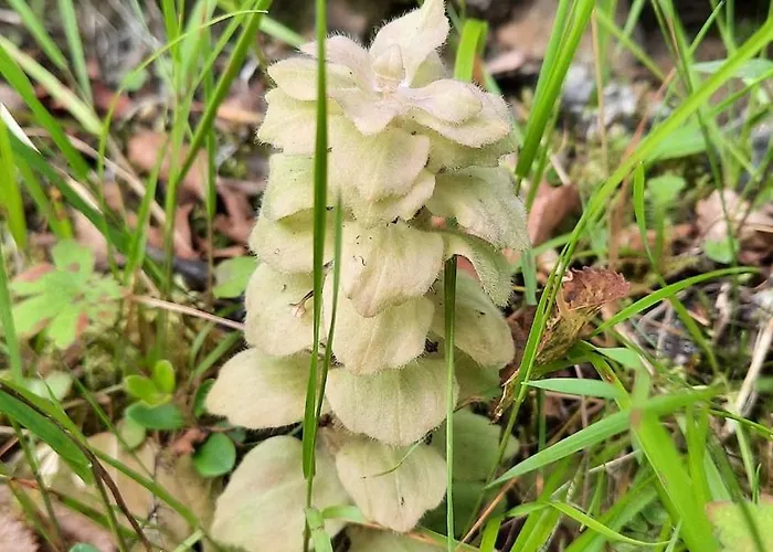 Panorama Lofoten Lysvollhuset Semesterbostad