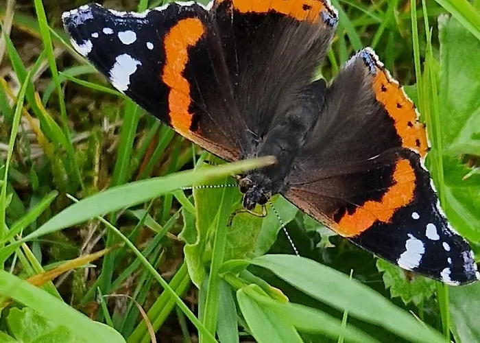 Panorama Lofoten Lysvollhuset *
