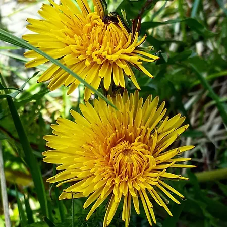 Panorama Lofoten Lysvollhuset *