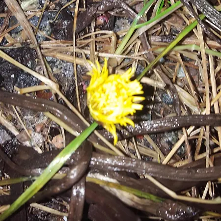 Vakantiehuis Panorama Lofoten Lysvollhuset