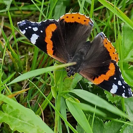 Panorama Lofoten Lysvollhuset *