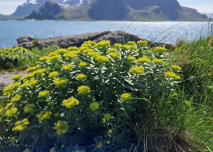 Panorama Lofoten Lysvollhuset Vareid